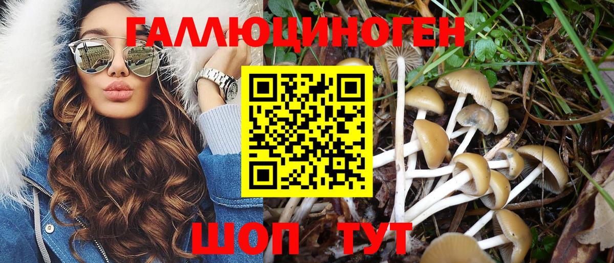 Галлюциногенные грибы Psilocybine cubensis Магадан